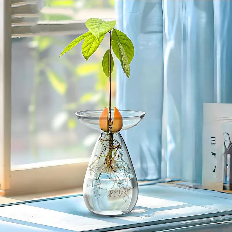 Avocado Seed Starter Glass Vase – Grow Your Own Plant Indoors