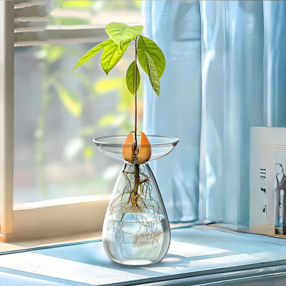 Avocado Seed Starter Glass Vase – Grow Your Own Plant Indoors