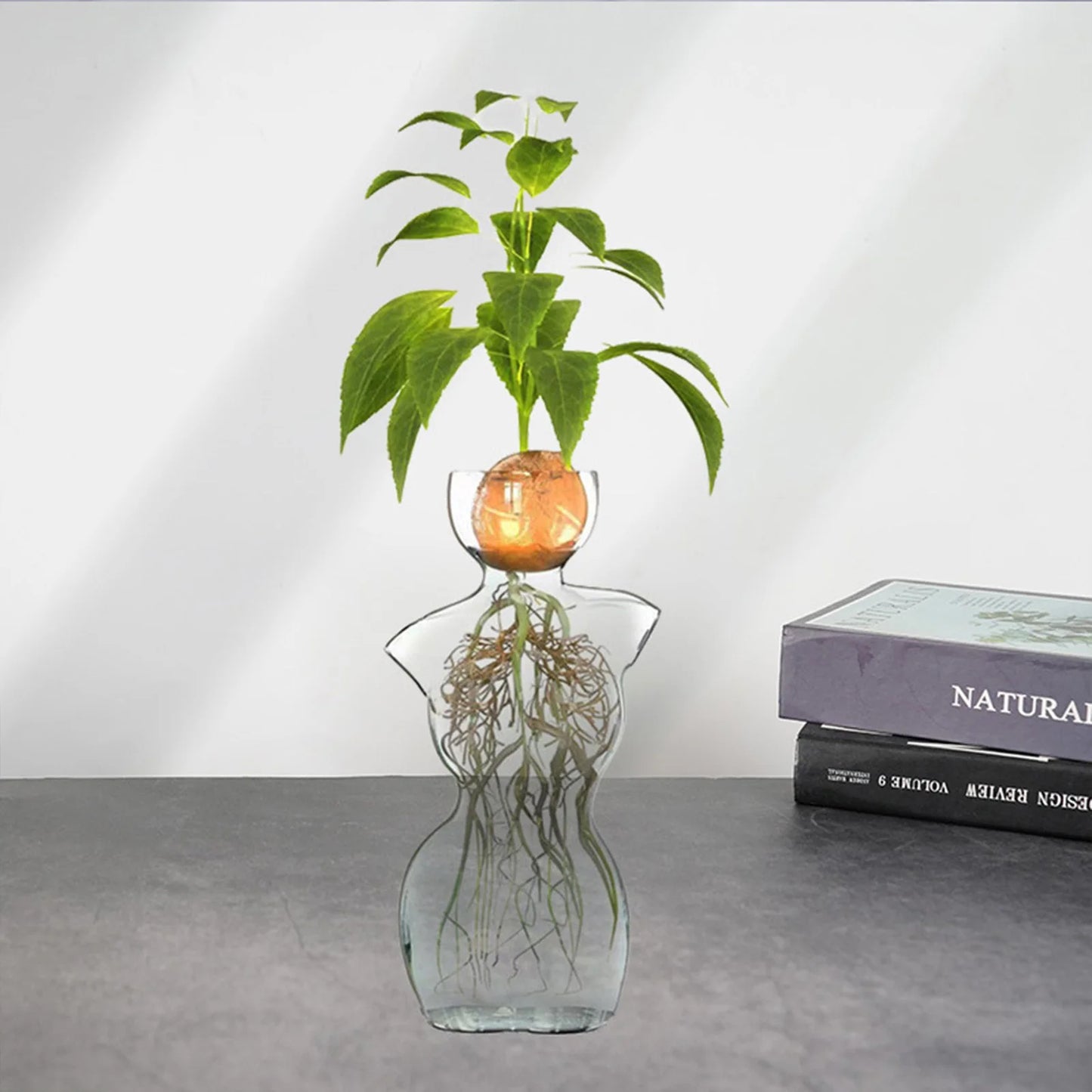 Avocado Seed Starter Glass Vase – Grow Your Own Plant Indoors
