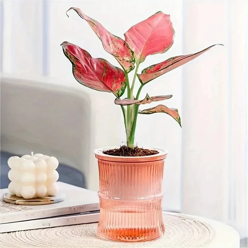 Self-Watering Hydroponic Flower Pot – Transparent Double-Layer Planter