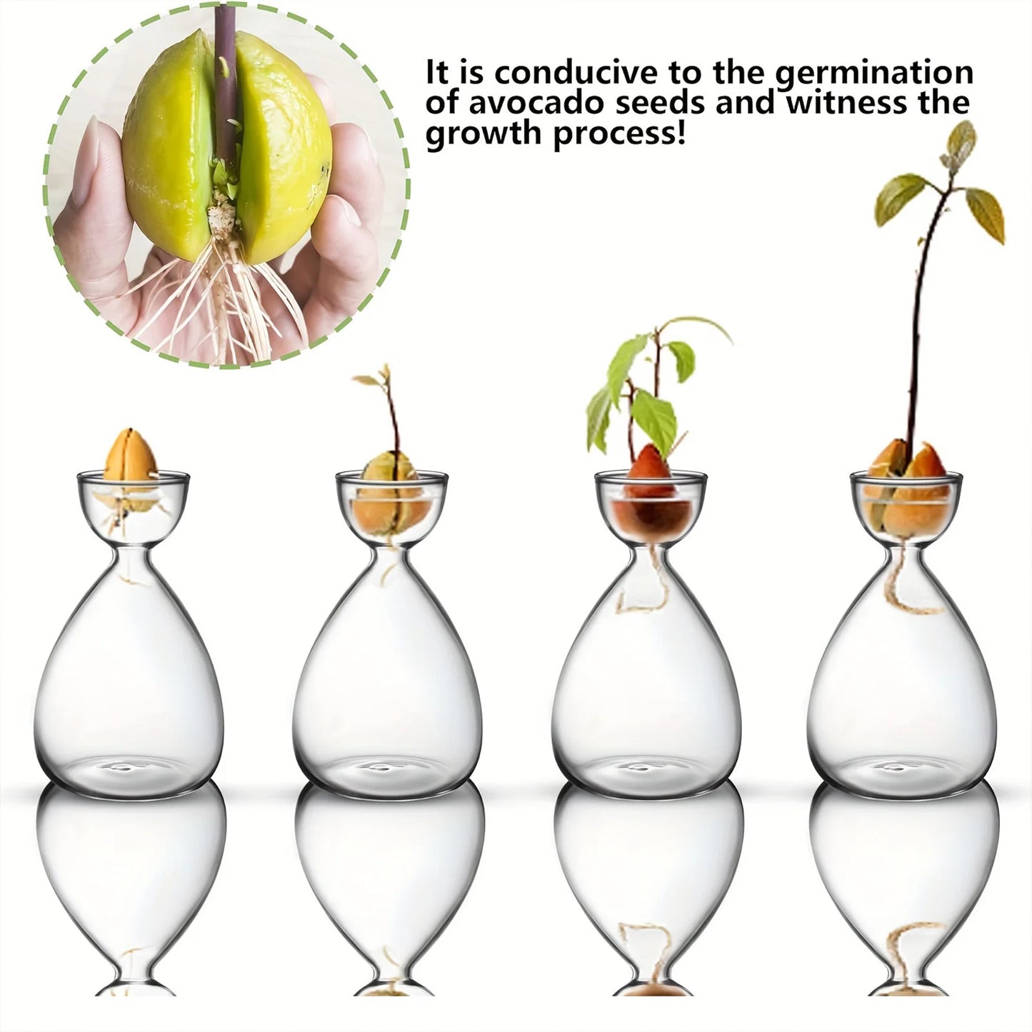 Avocado Seed Starter Glass Vase – Grow Your Own Plant Indoors