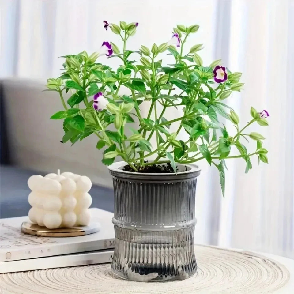 Self-Watering Hydroponic Flower Pot – Transparent Double-Layer Planter