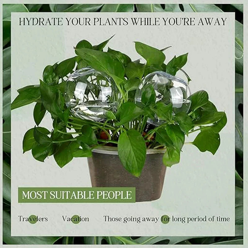 Self-Watering Plant Globe (500ml)