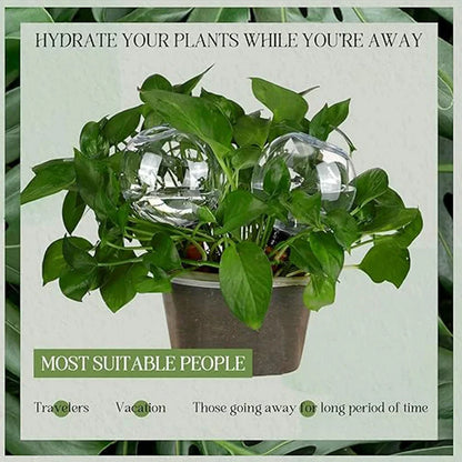 Self-Watering Plant Globe (500ml)