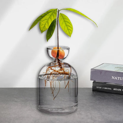 Avocado Seed Starter Glass Vase – Grow Your Own Plant Indoors