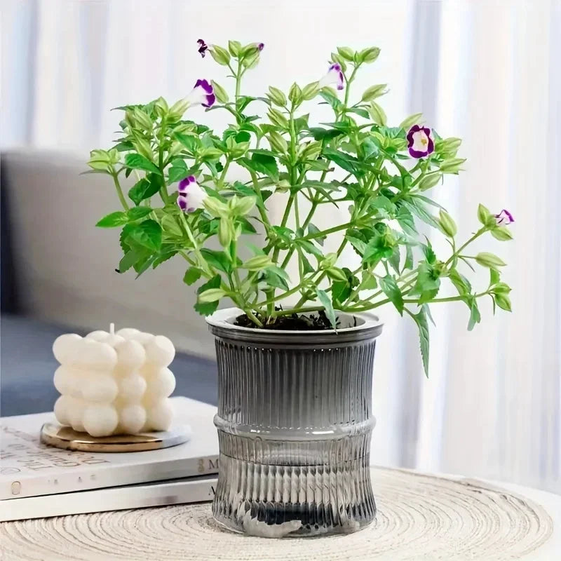 Self-Watering Hydroponic Flower Pot – Transparent Double-Layer Planter