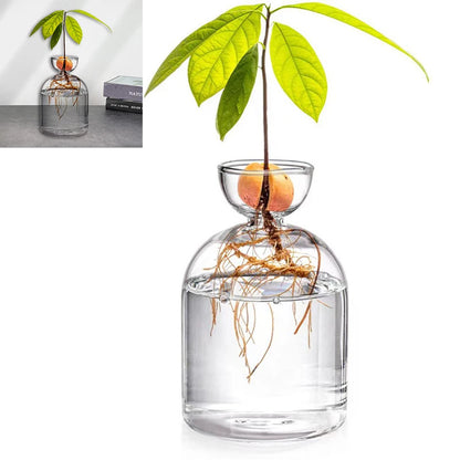Avocado Seed Starter Glass Vase – Grow Your Own Plant Indoors